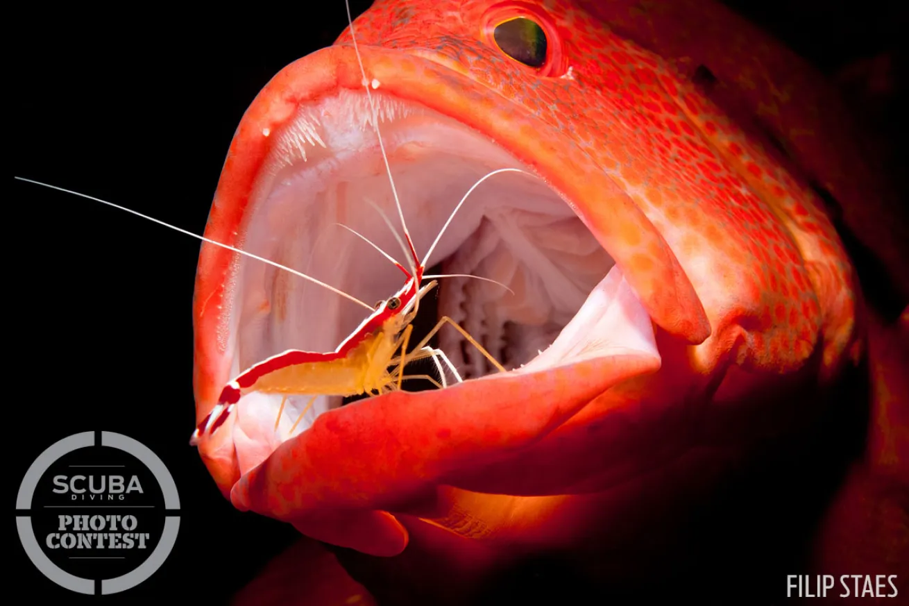 cleaner shrimp