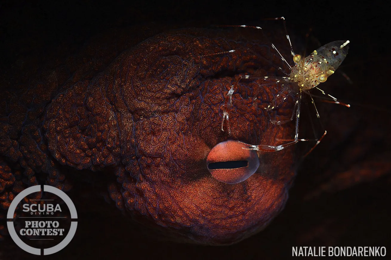 octopus eye and shrimp
