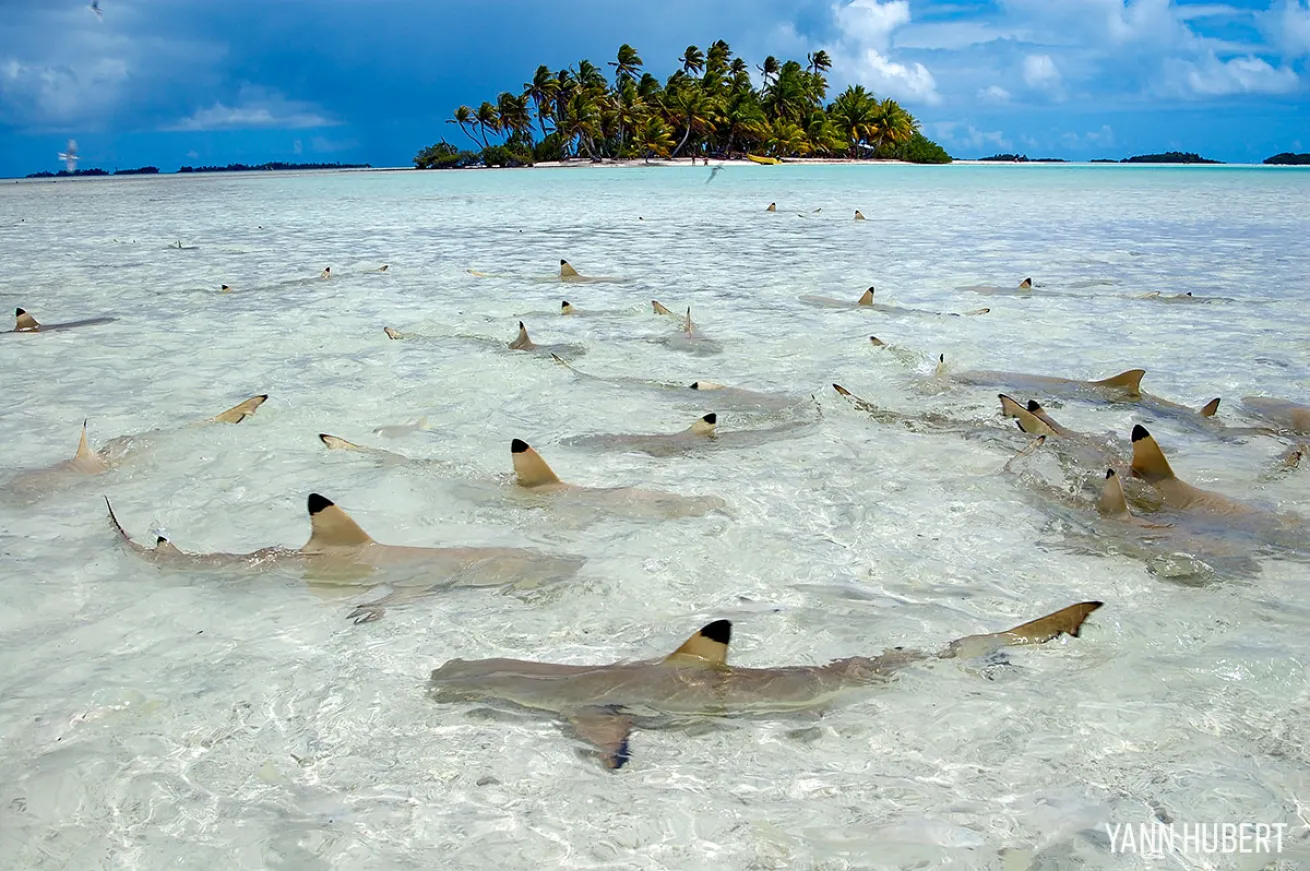 scuba diving in french polynesia  