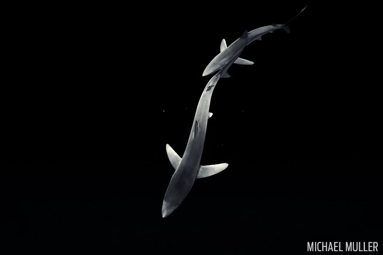 blue sharks in south africa