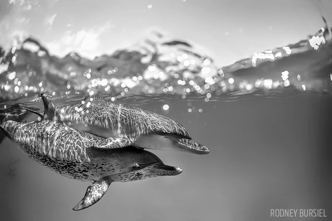 Best scuba diving with big animals in Caribbean and Atlantic dolphins Bahamas