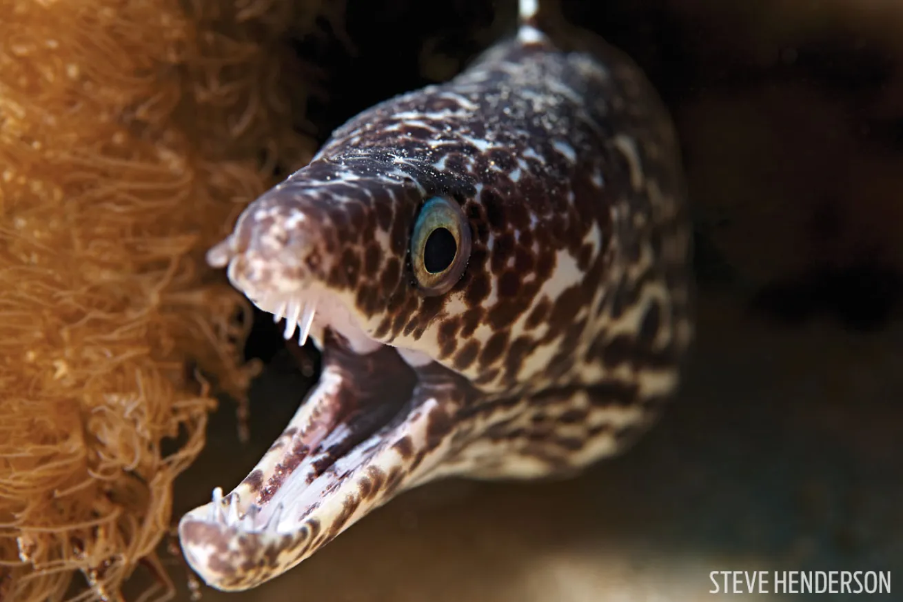 macro diving in bonaire