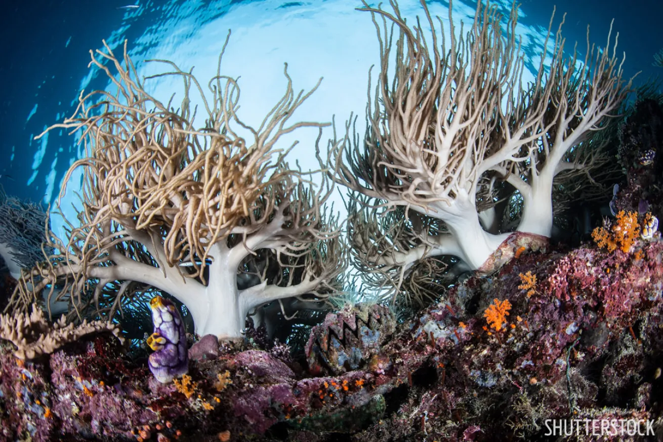 scuba diving indonesia 