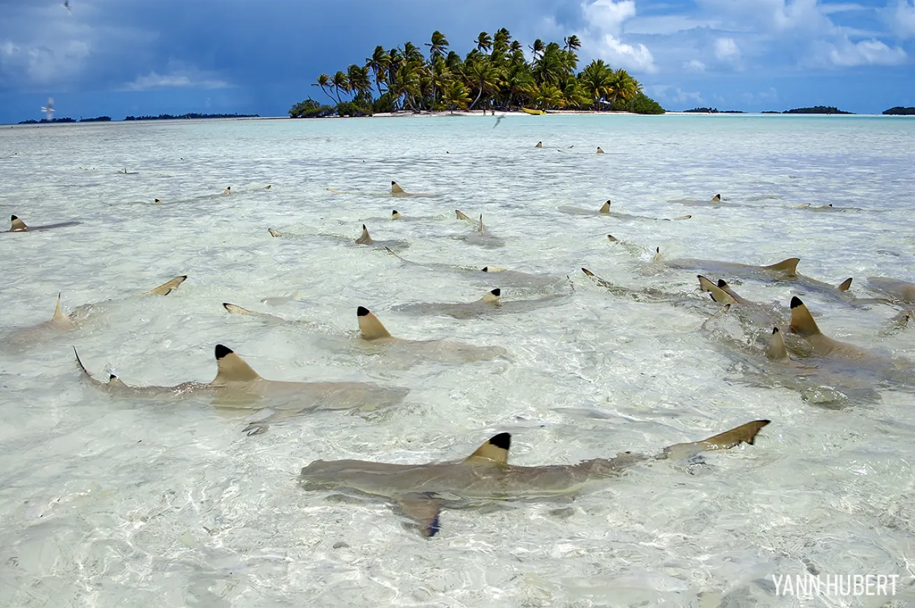 Blacktip sharks in the clear waters of Tahiti