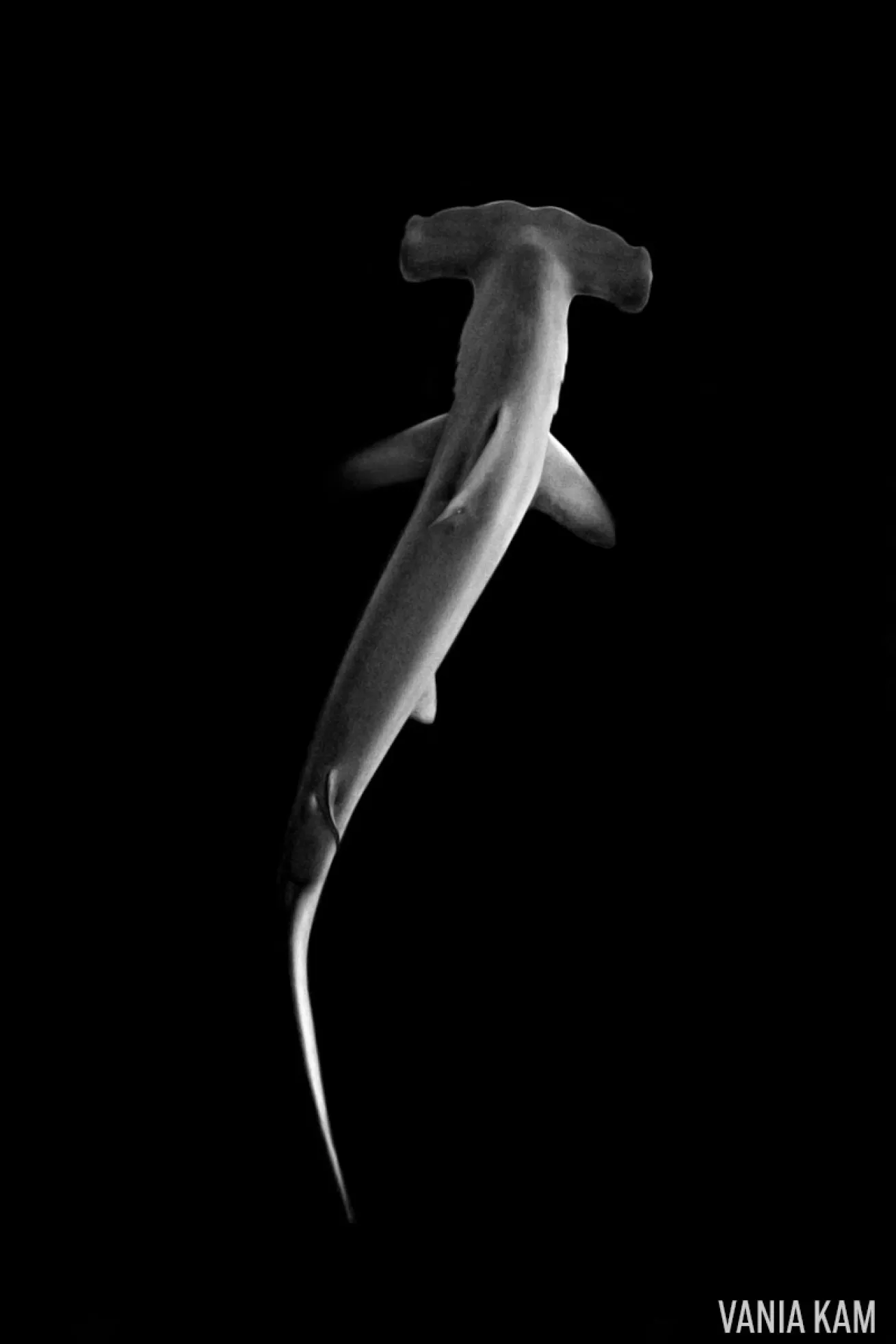 hammerhead shark scuba diving