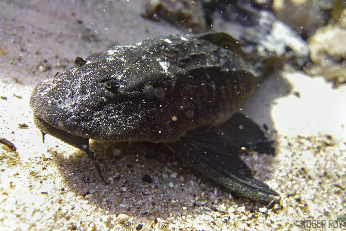 scuba diving in florida freshwater springs