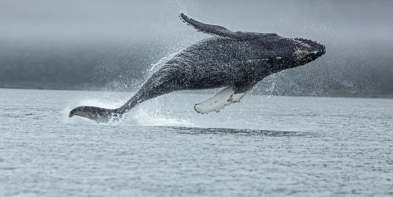 humpback whale breaching