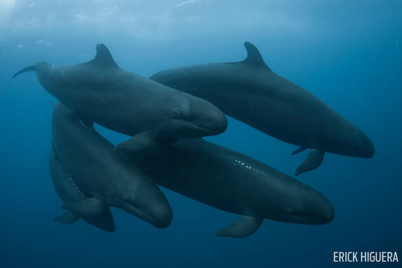 Scuba diving with false killer whales Mexico