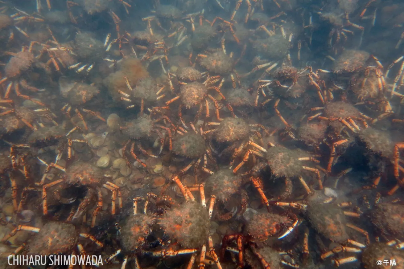 spider crab migration in Australia 
