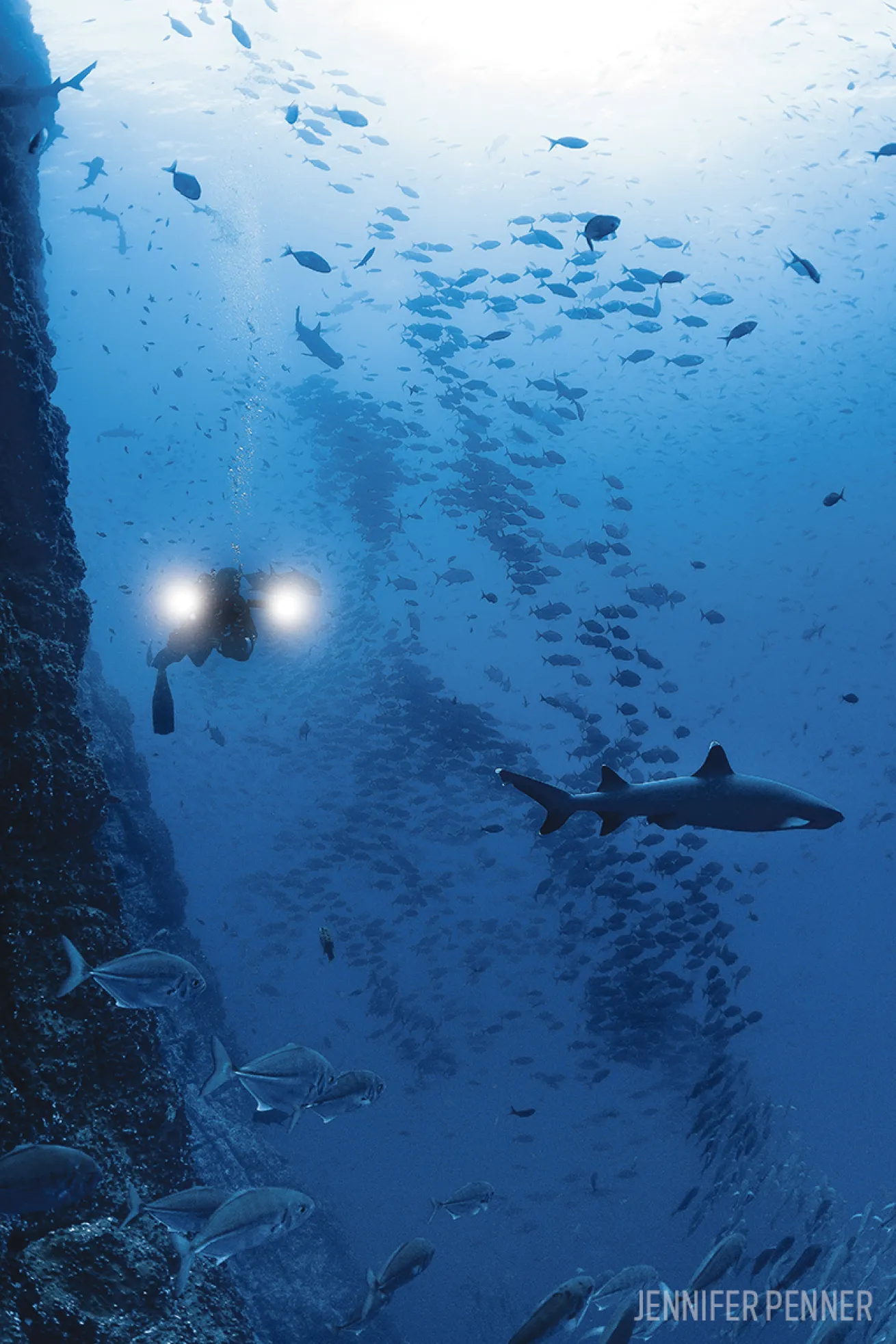 scuba diving socorro islands