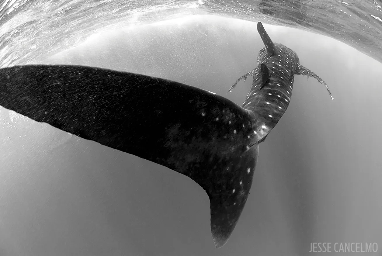 Whale shark Gulf of Mexico