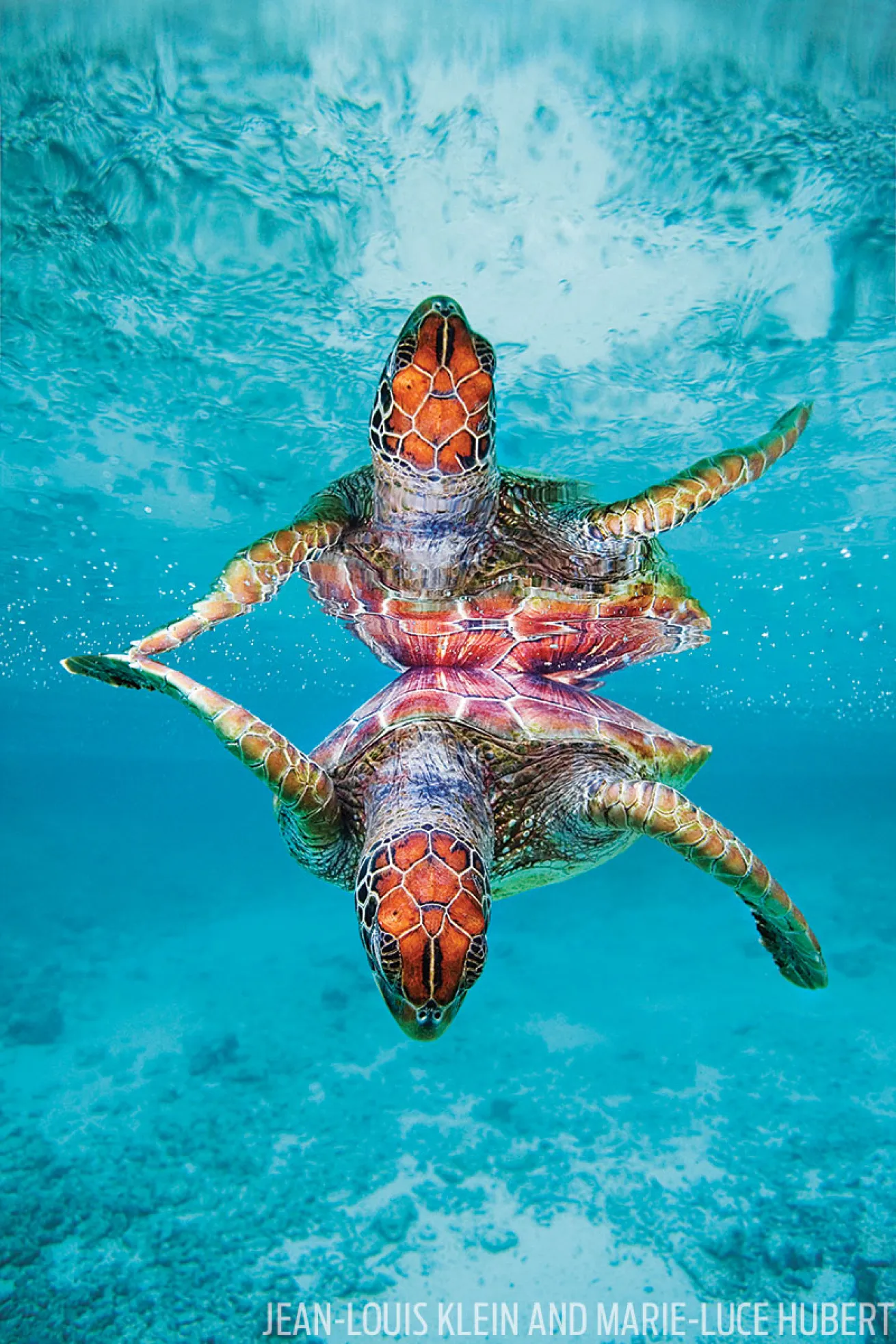 seaturtle underwater photography 