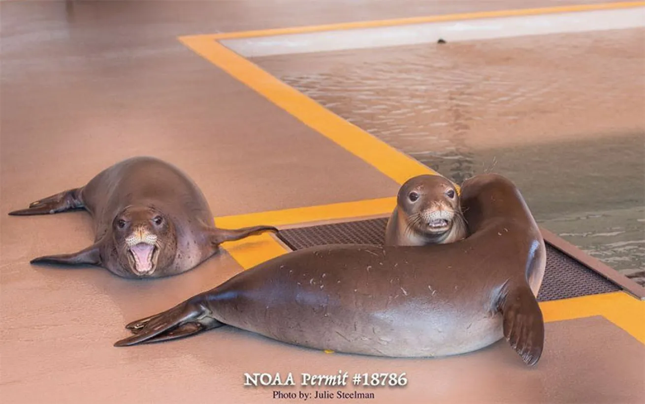 Seals getting healthy at Ke Kai Ola.