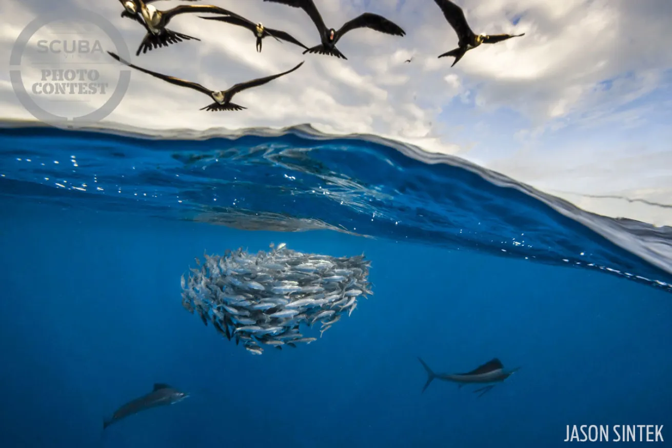 over under sailfish underwater photography