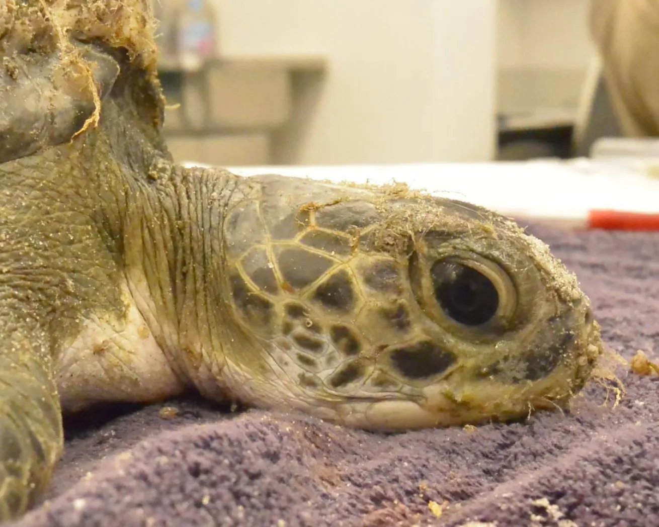sea turtle rehabilitation 