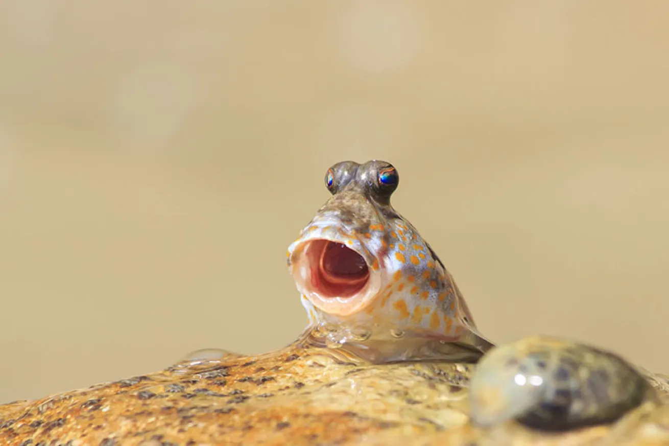 respotted blenny