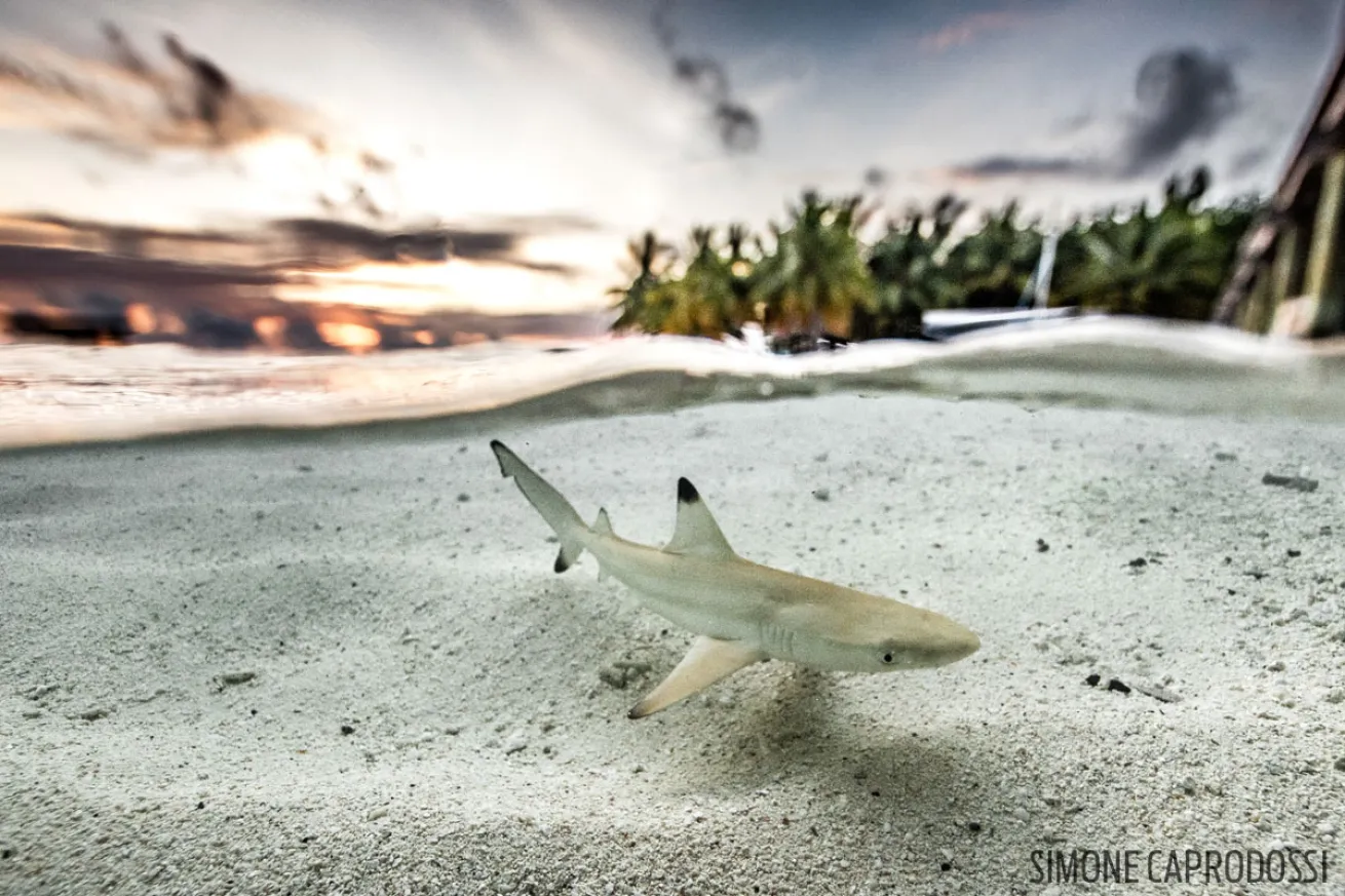 maldives shark black tip hunting