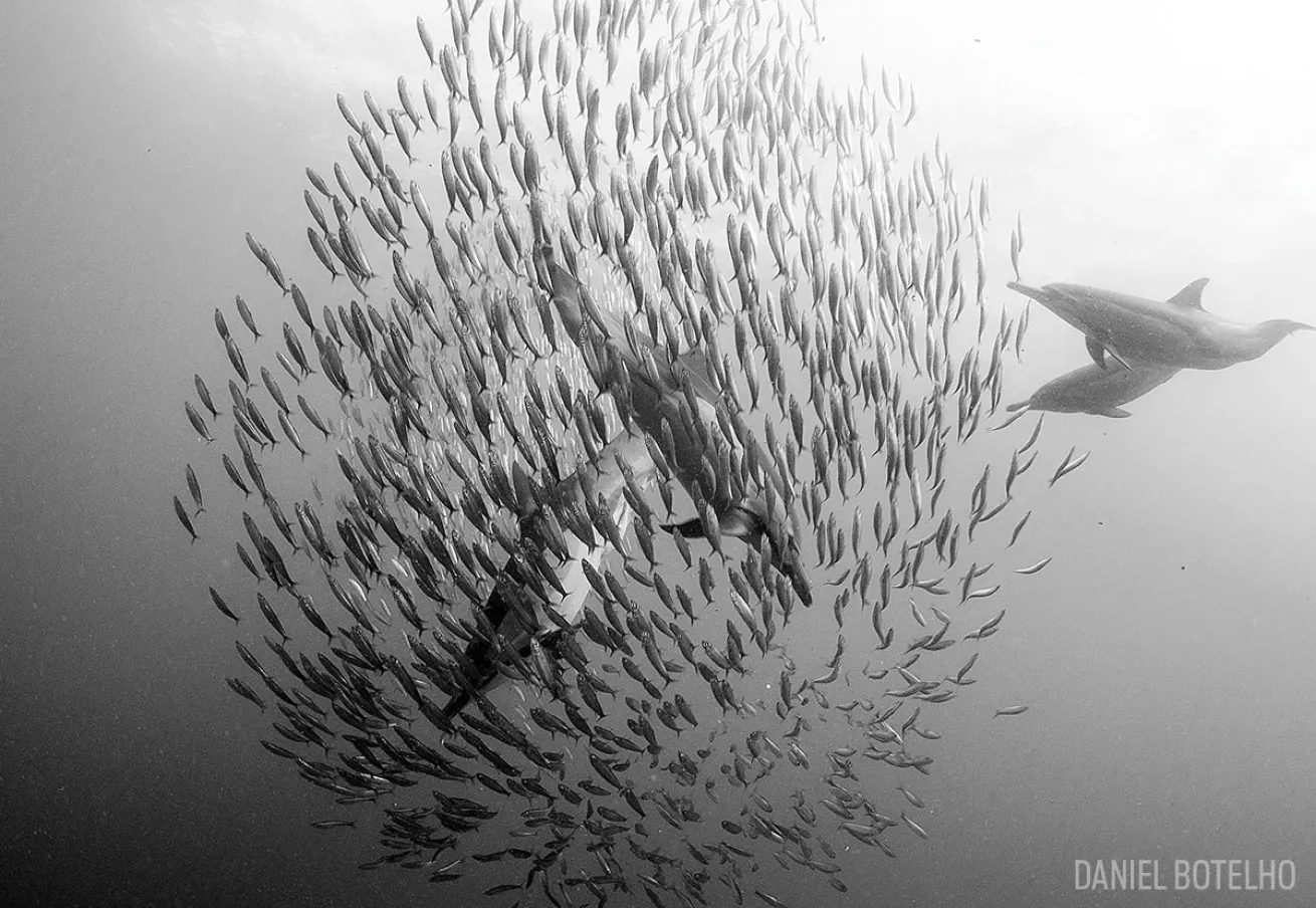 dolphins sardine run south africa 