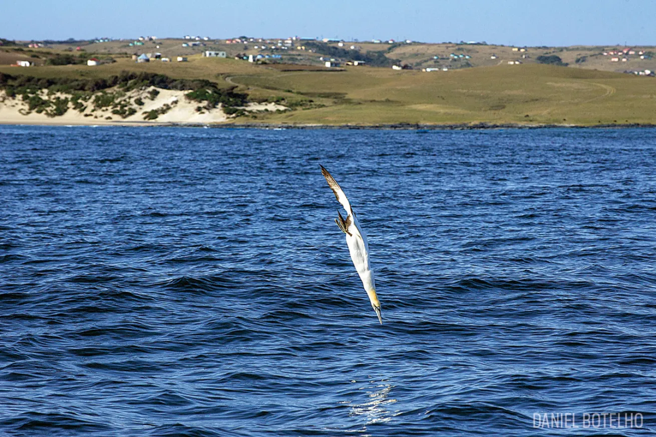gannets in south africa