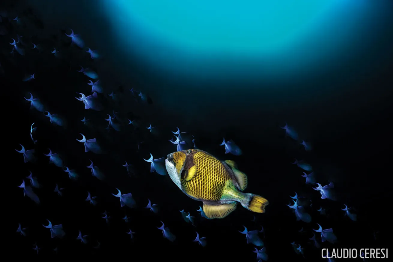 scuba diving through your lens photo contest 