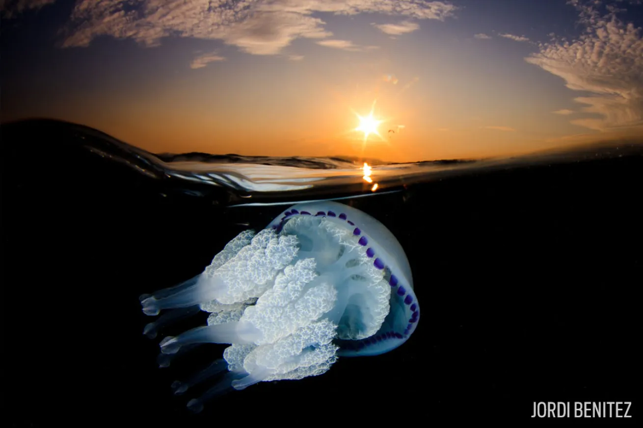jellyfish over under sunset summer