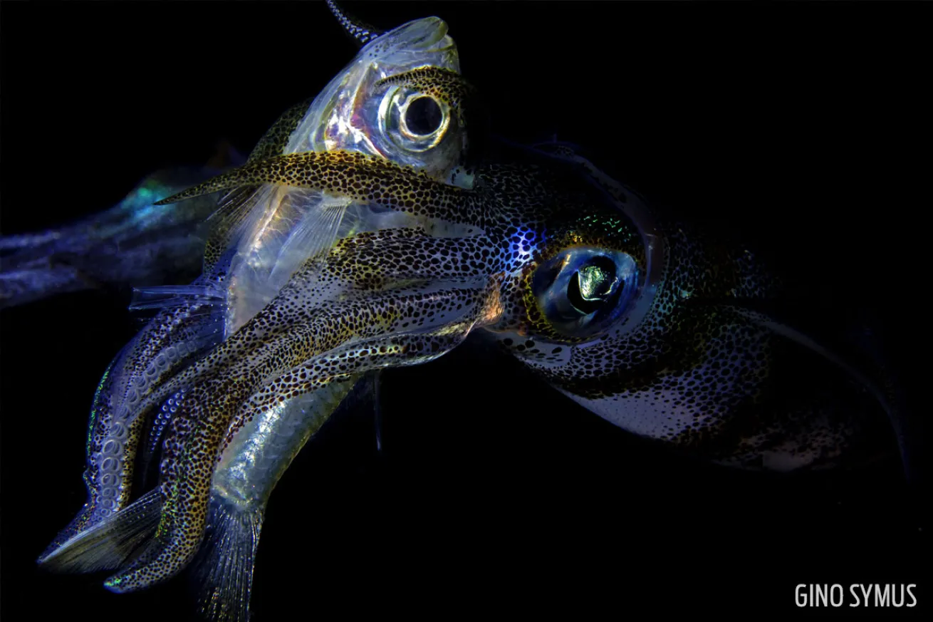 squid eating anailo