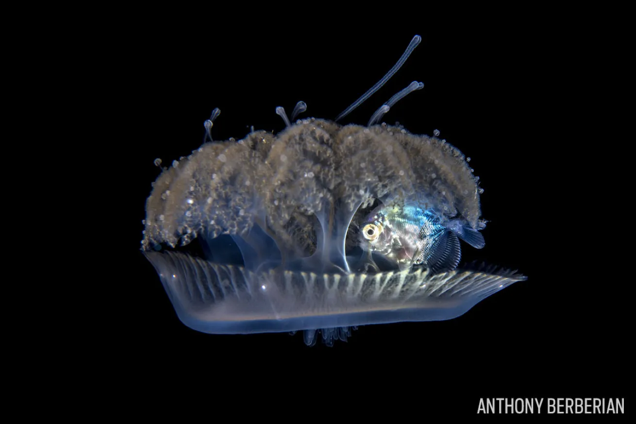 drift fish shelter in jellyfish tahiti