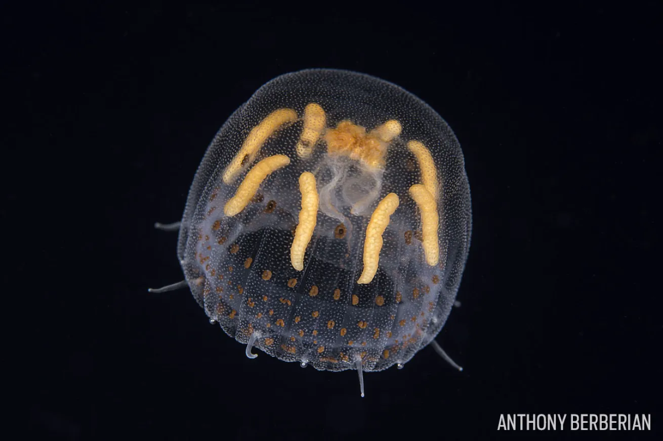kea kea jellyfish french polynesia