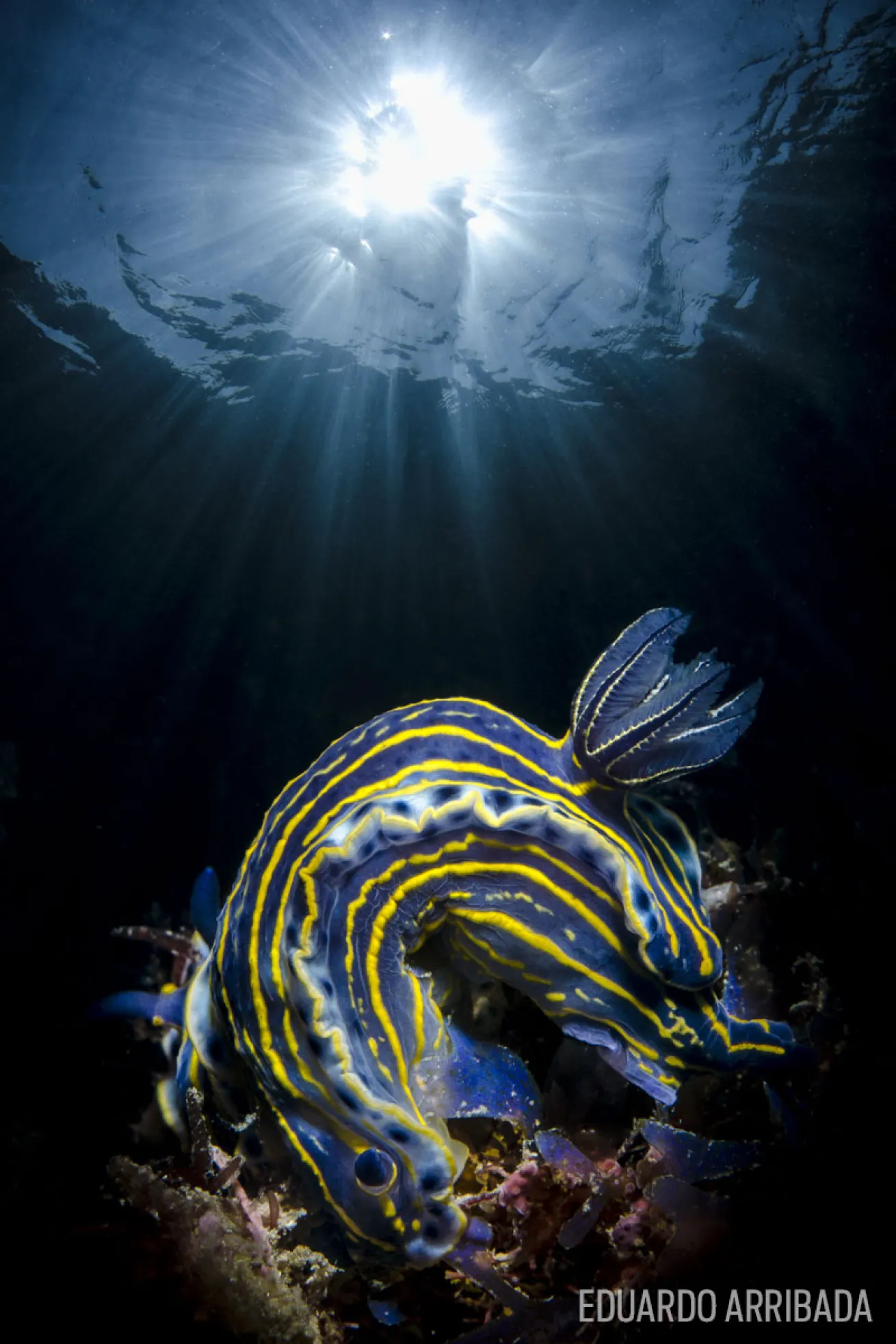 nudibranch common in Rio de Janeiro