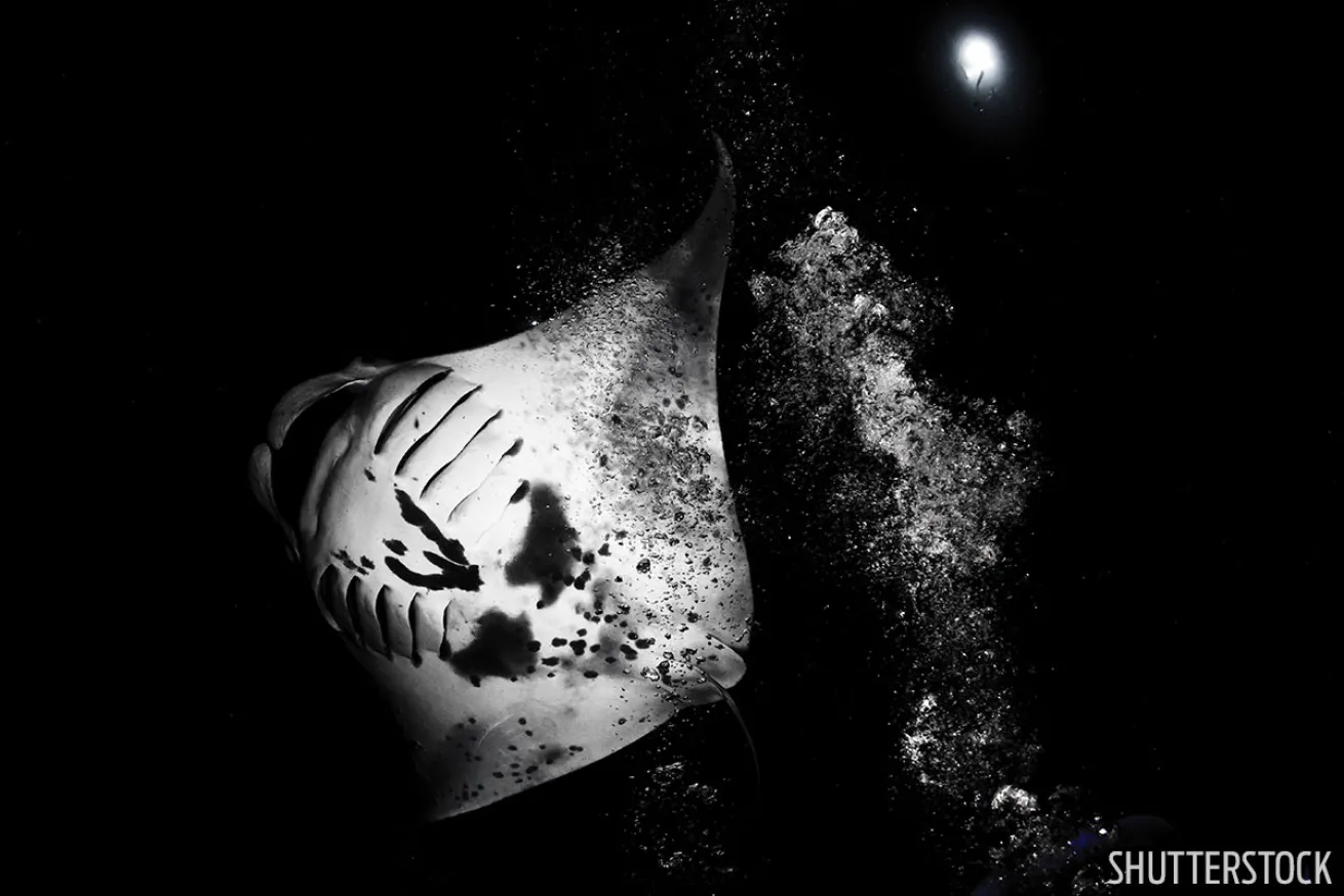 Kona Manta Night Dive