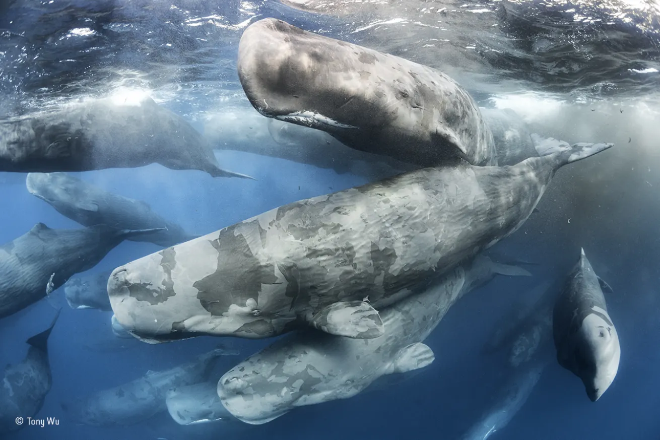 wildlife photographer of the year whales
