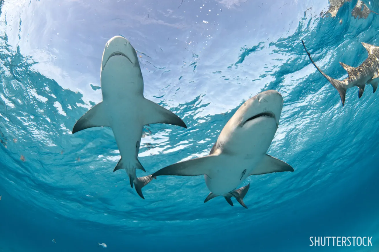 sharks encounters scuba diving