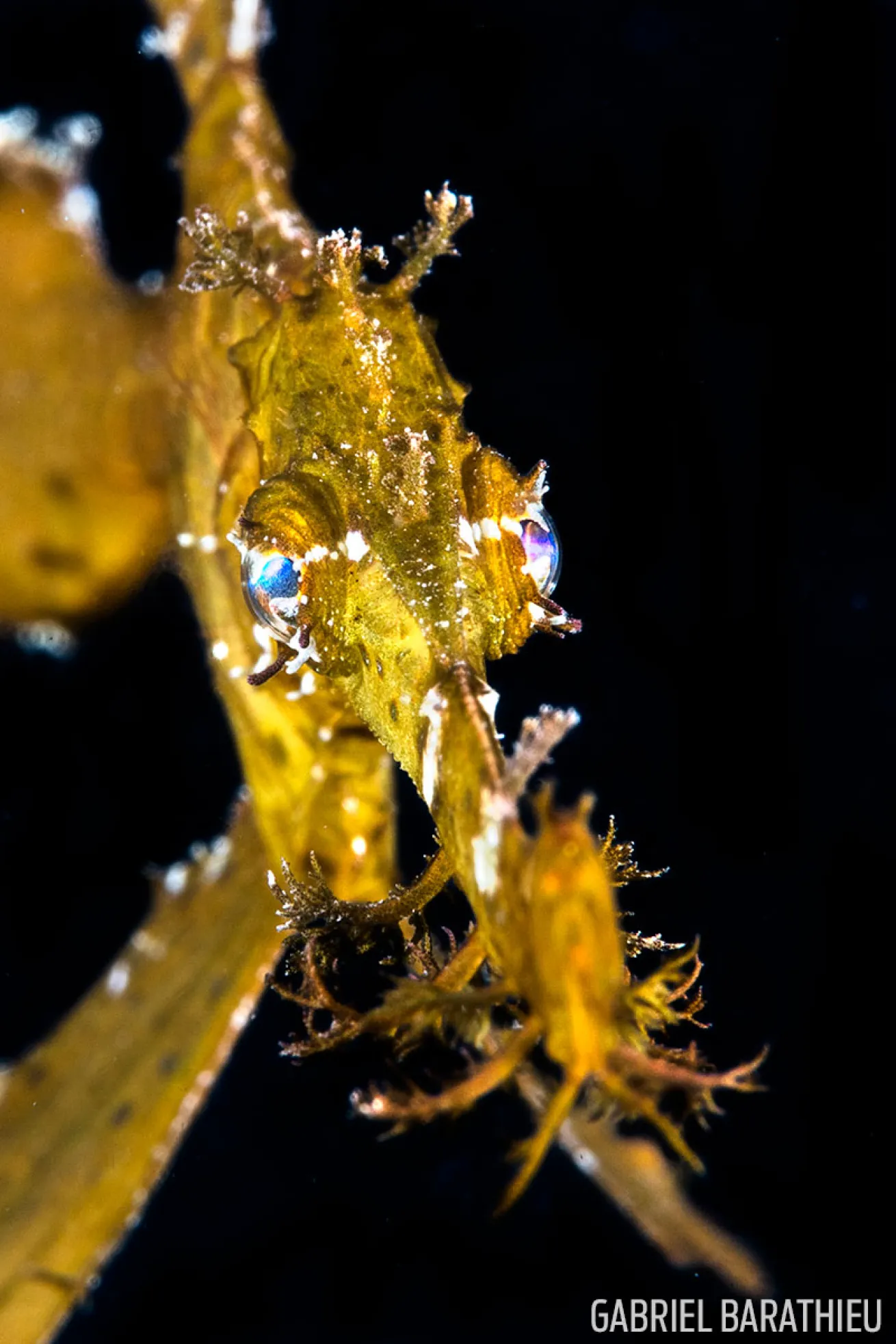 Ghost Pipefish 