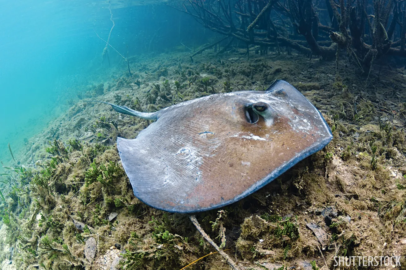 scuba diving with stingrays bahamas