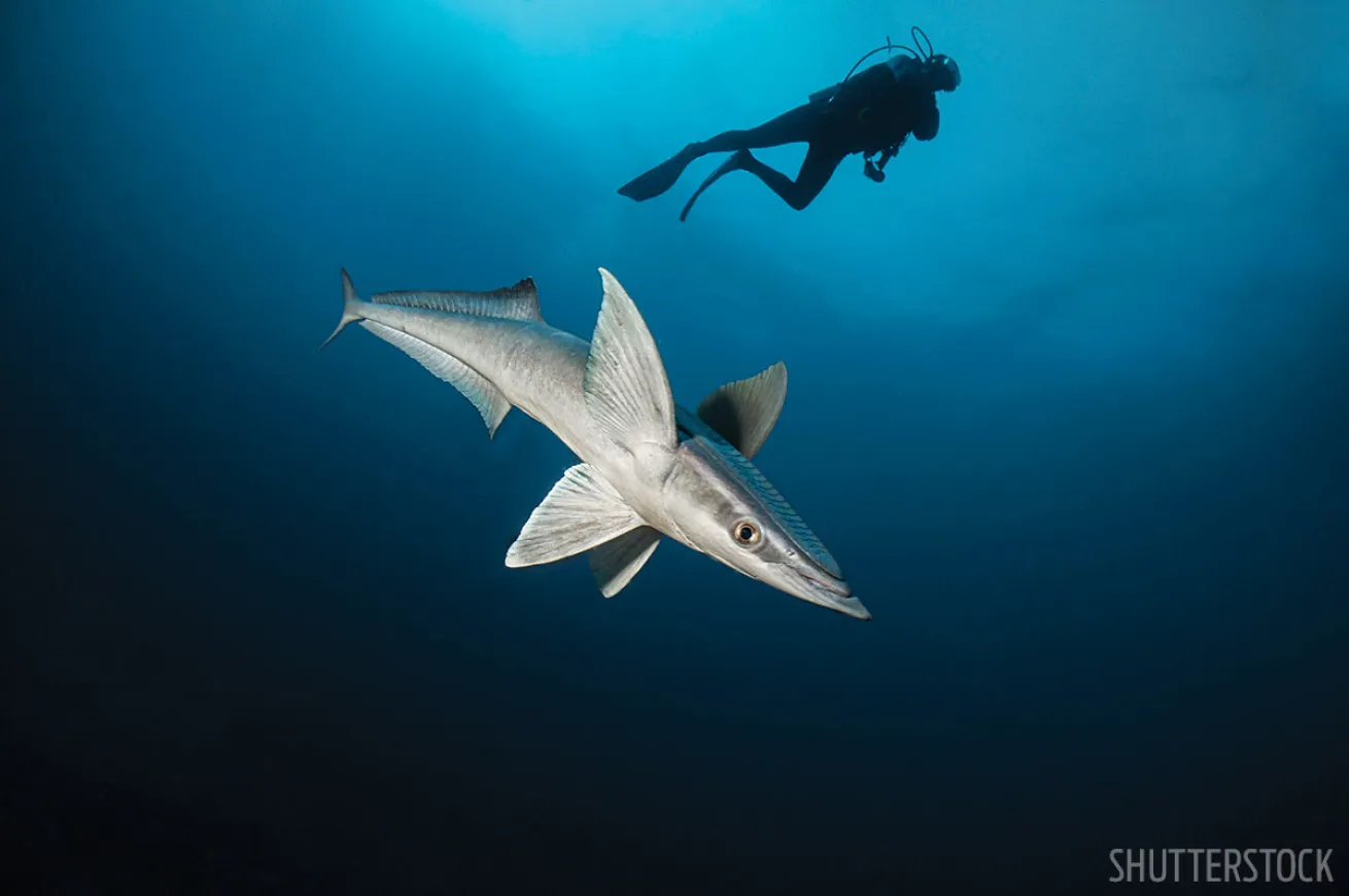 Mexico Scuba Diving 
