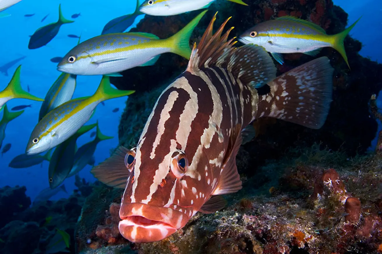 Nassau grouper