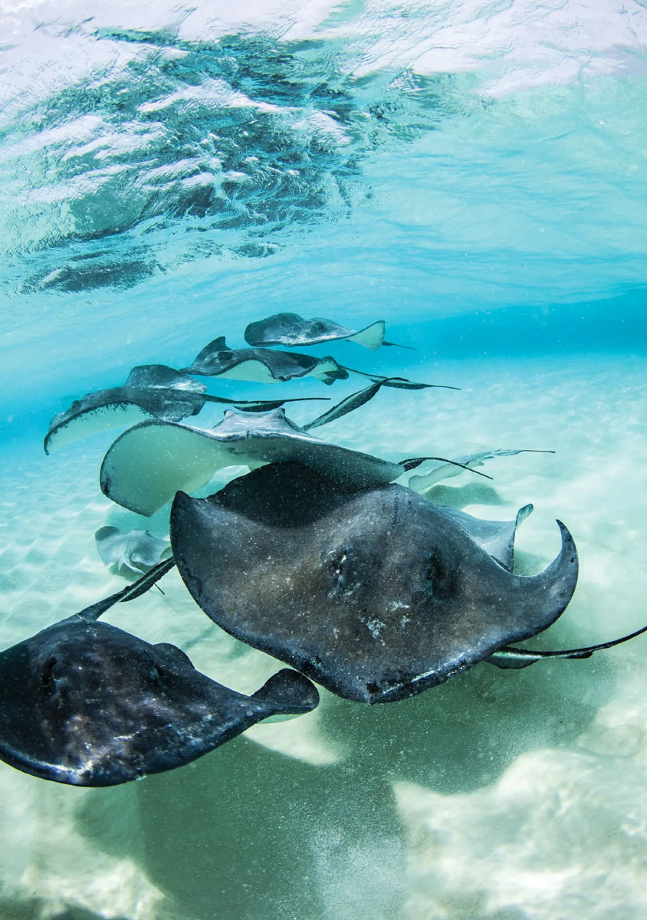 Stingray City Grand Cayman
