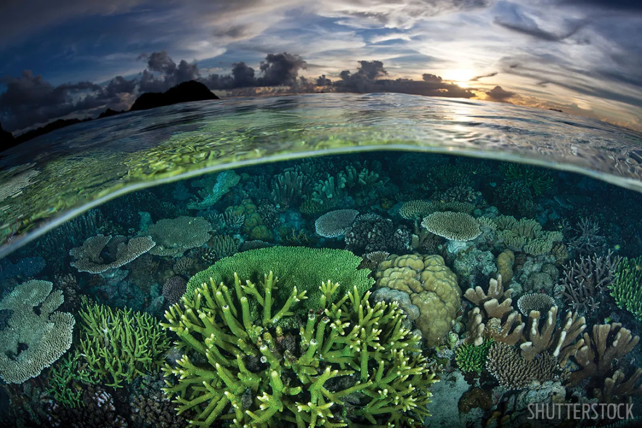 Indonesia scuba diving coral reef