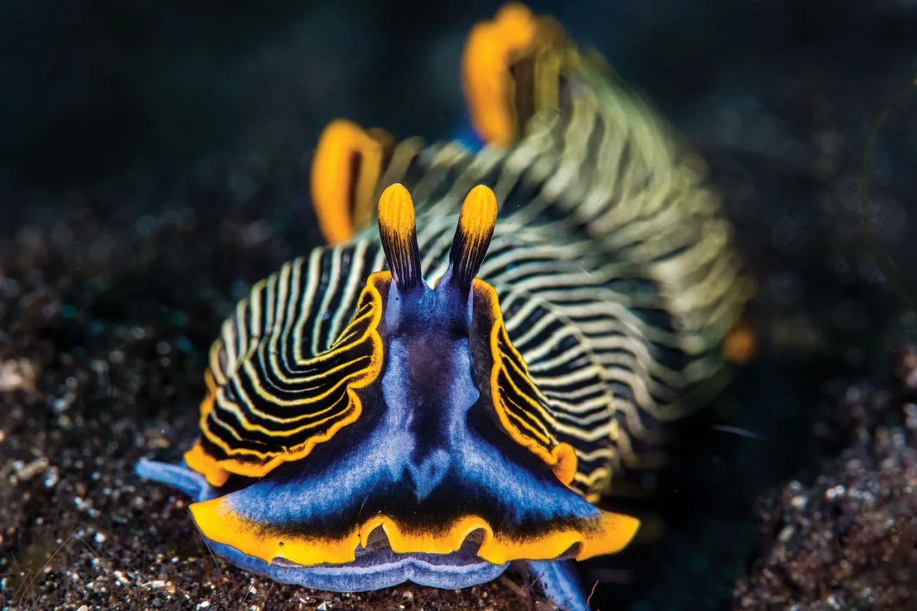 Lembeh Strait Indonesia