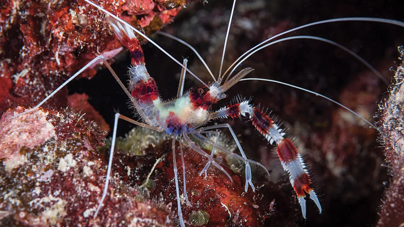 great barrier reef