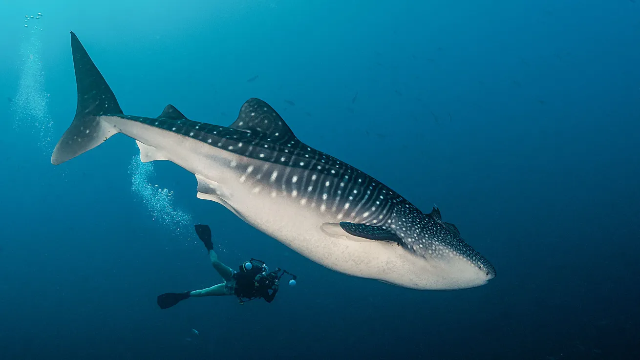 andaman liveaboard
