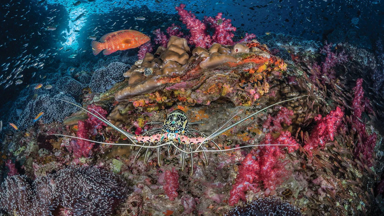 andaman liveaboard