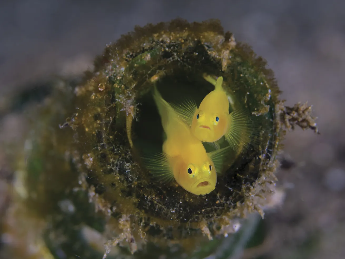 photo contest underwater