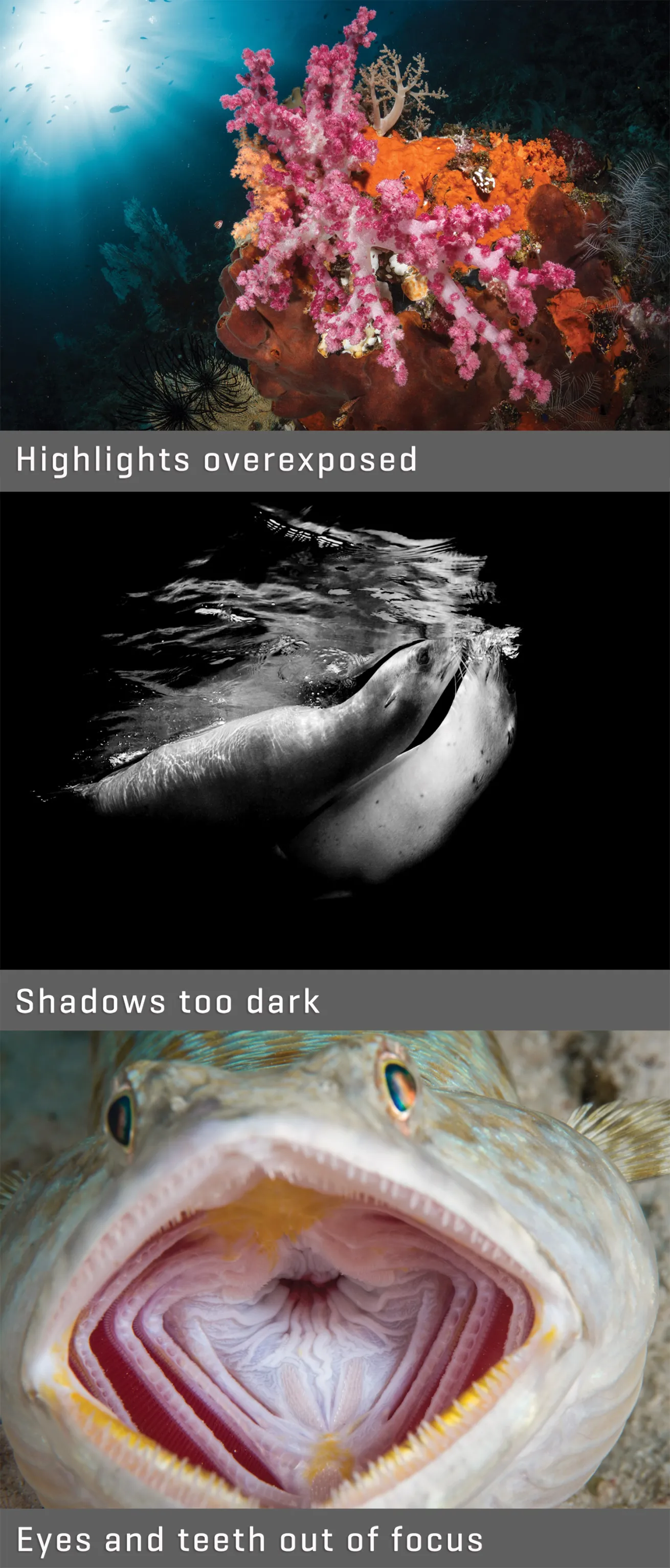 how to win a photo contest