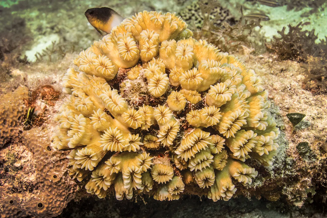 smooth flower coral