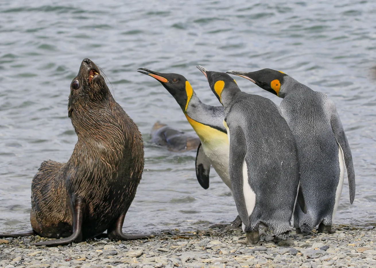 funny penguin photos