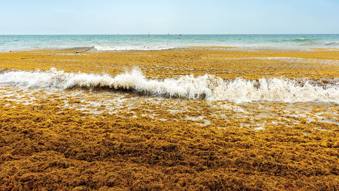 sargassum