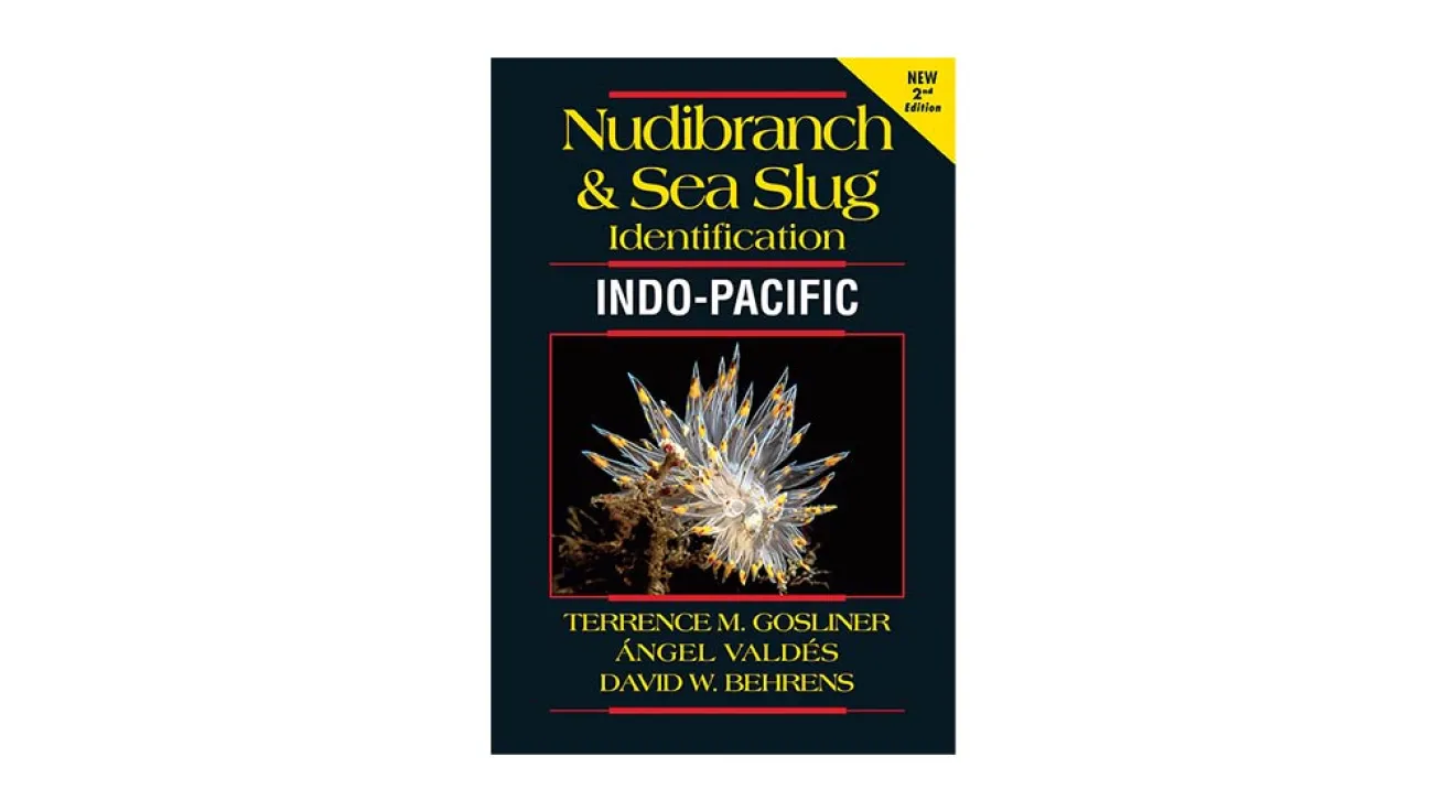 nudibranch and sea slug identification