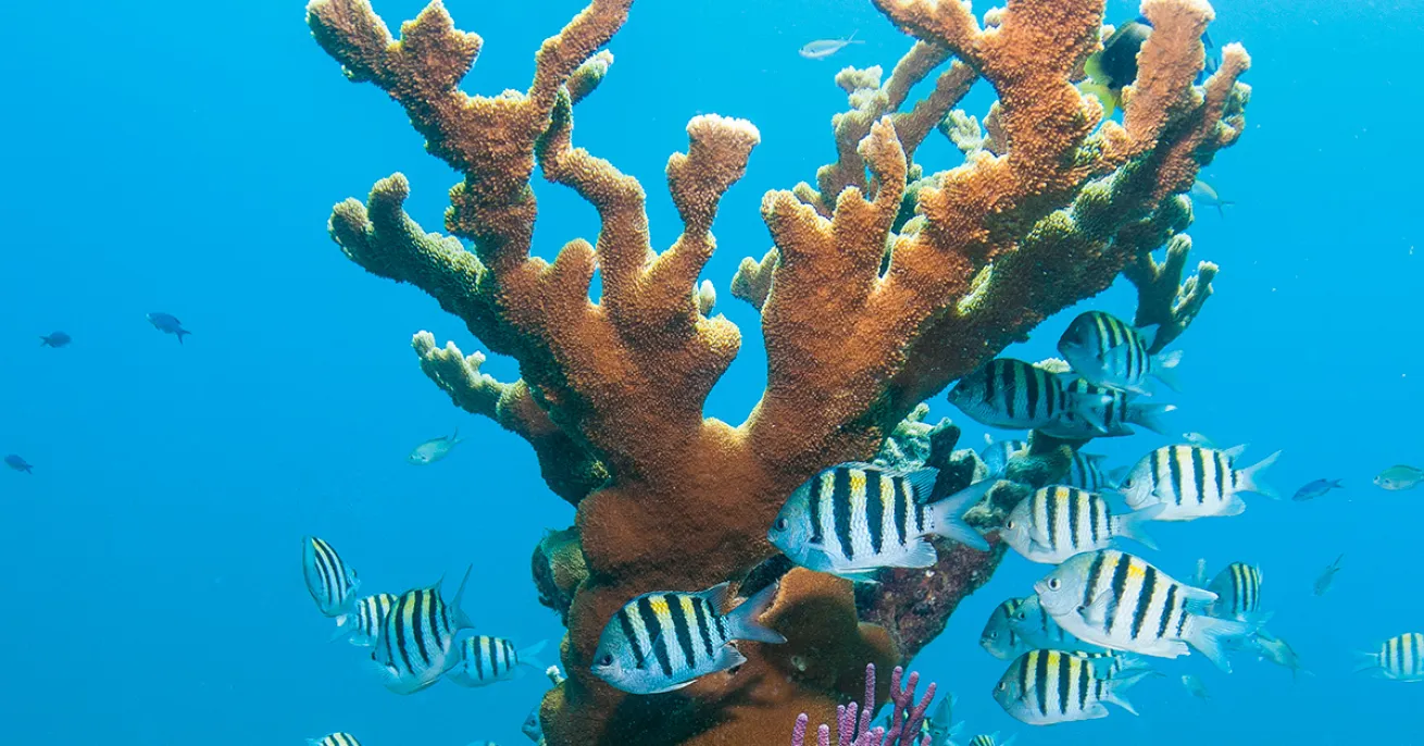Florida Keys