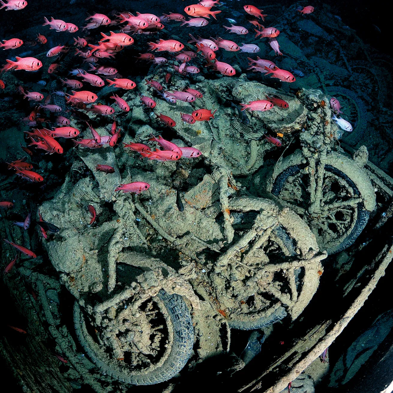 Thistlegorm